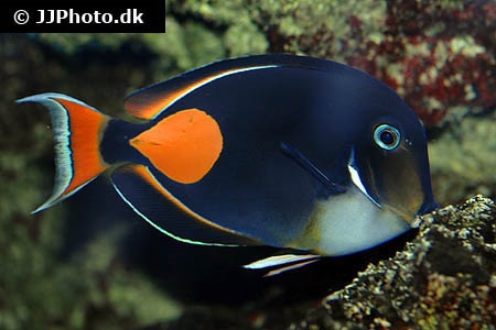 Acanthuridae (Surgeonfishes/Tangs)