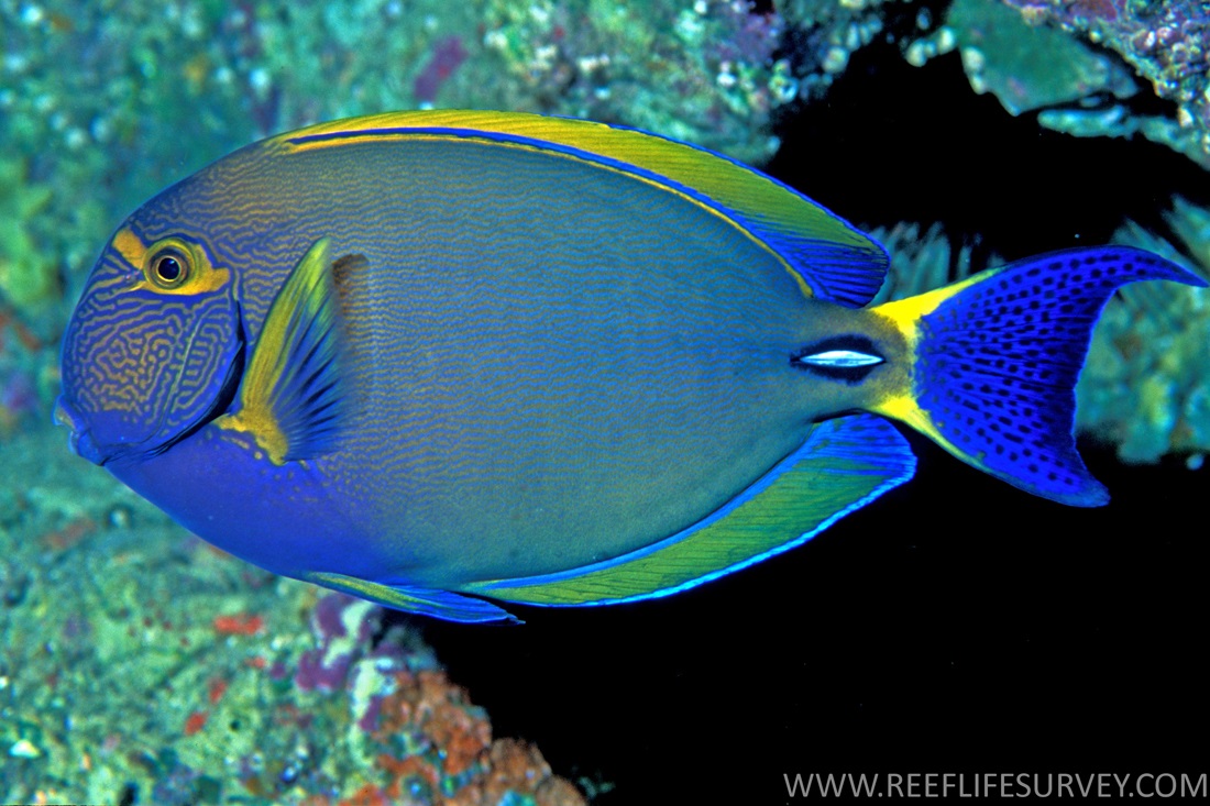 Acanthurus dussumieri (Eyestripe surgeonfish)