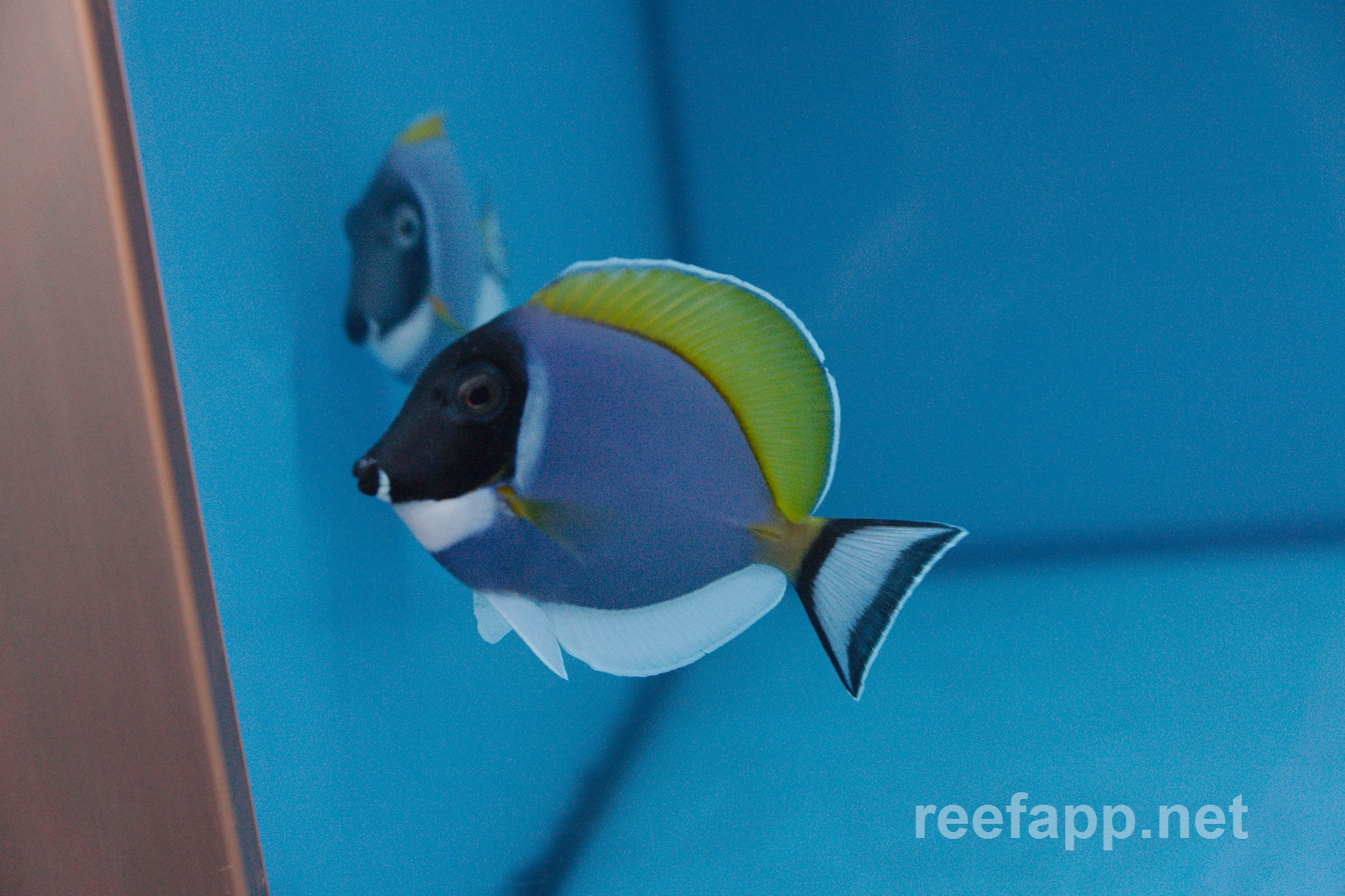 Acanthurus Leucosternon
