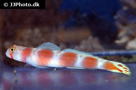 Amblyeleotris aurora (Pinkbar goby)