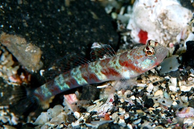 Amblyeleotris periophthalma (Periophthalma prawn goby)