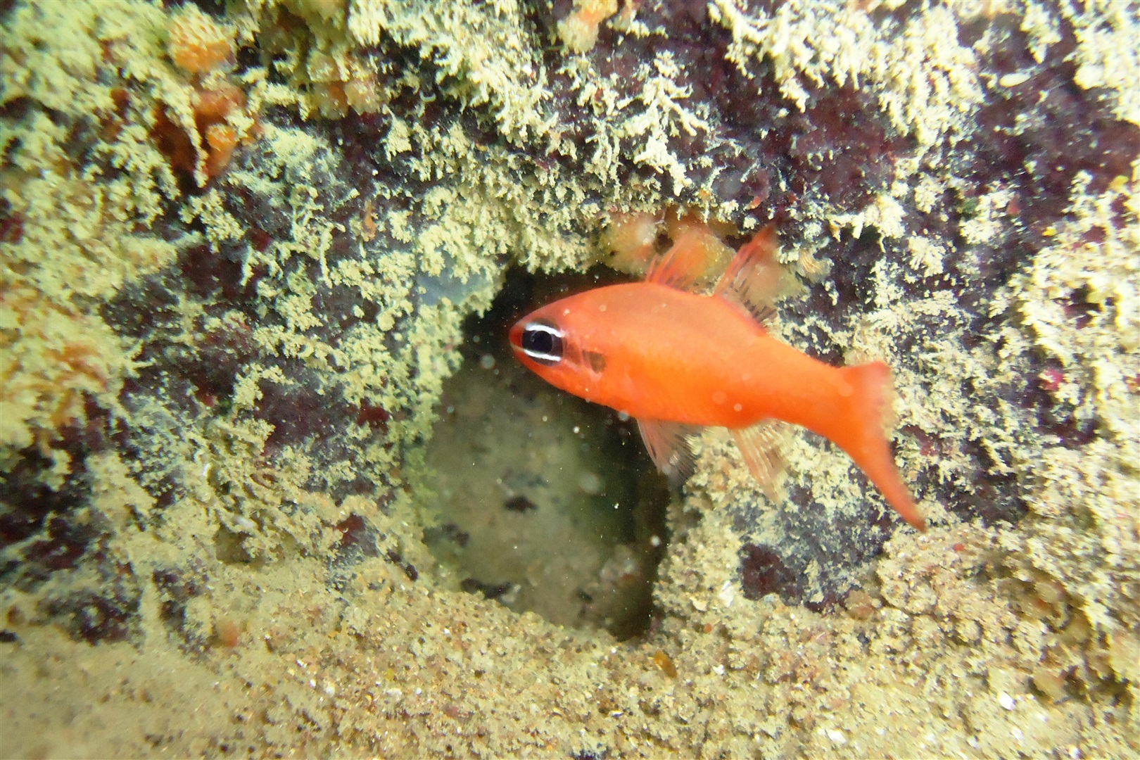 Apogon americanus