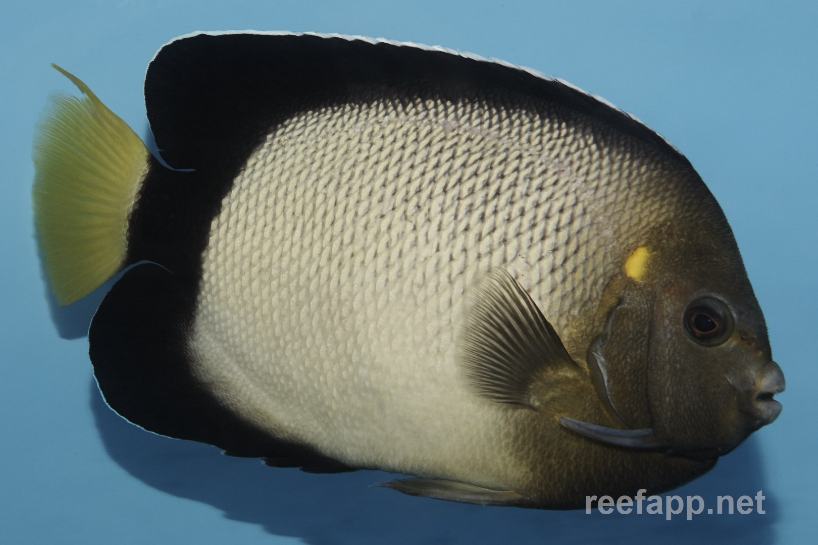 Apolemichthys xanthurus (Yellowtail Angelfish)