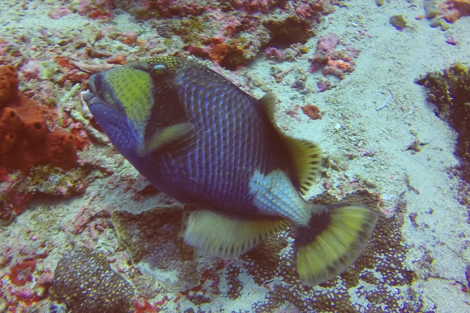 Balistoides viridescens (Titan triggerfish)