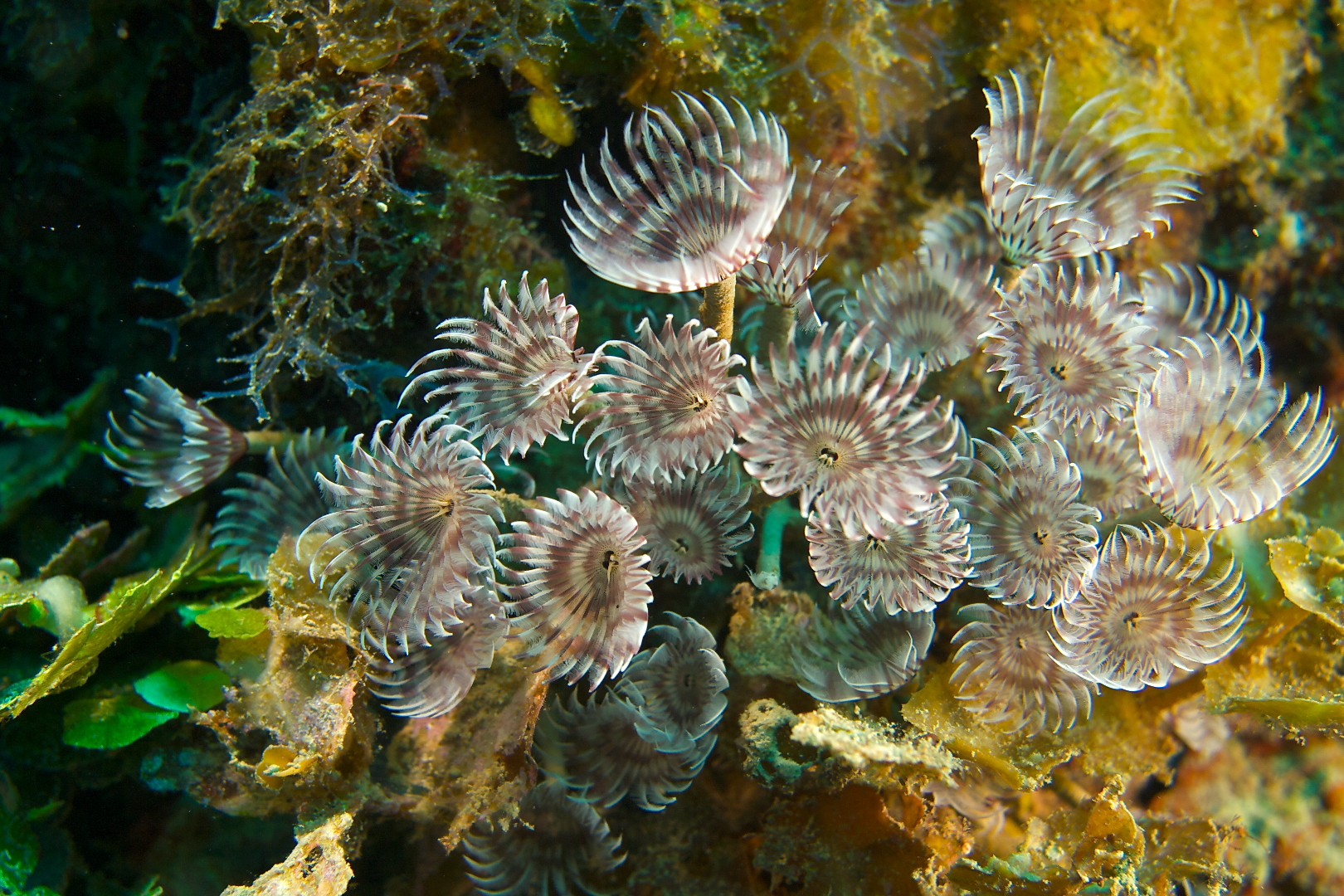 Bispira brunnea Social feather duster