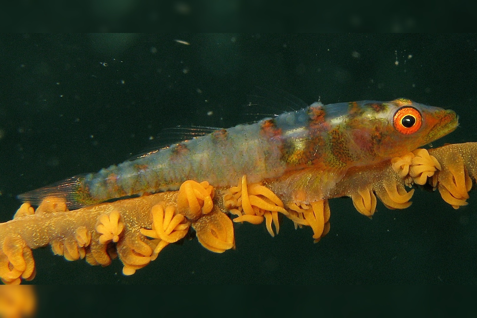 Bryaninops Yongei (Whip Coral Goby)