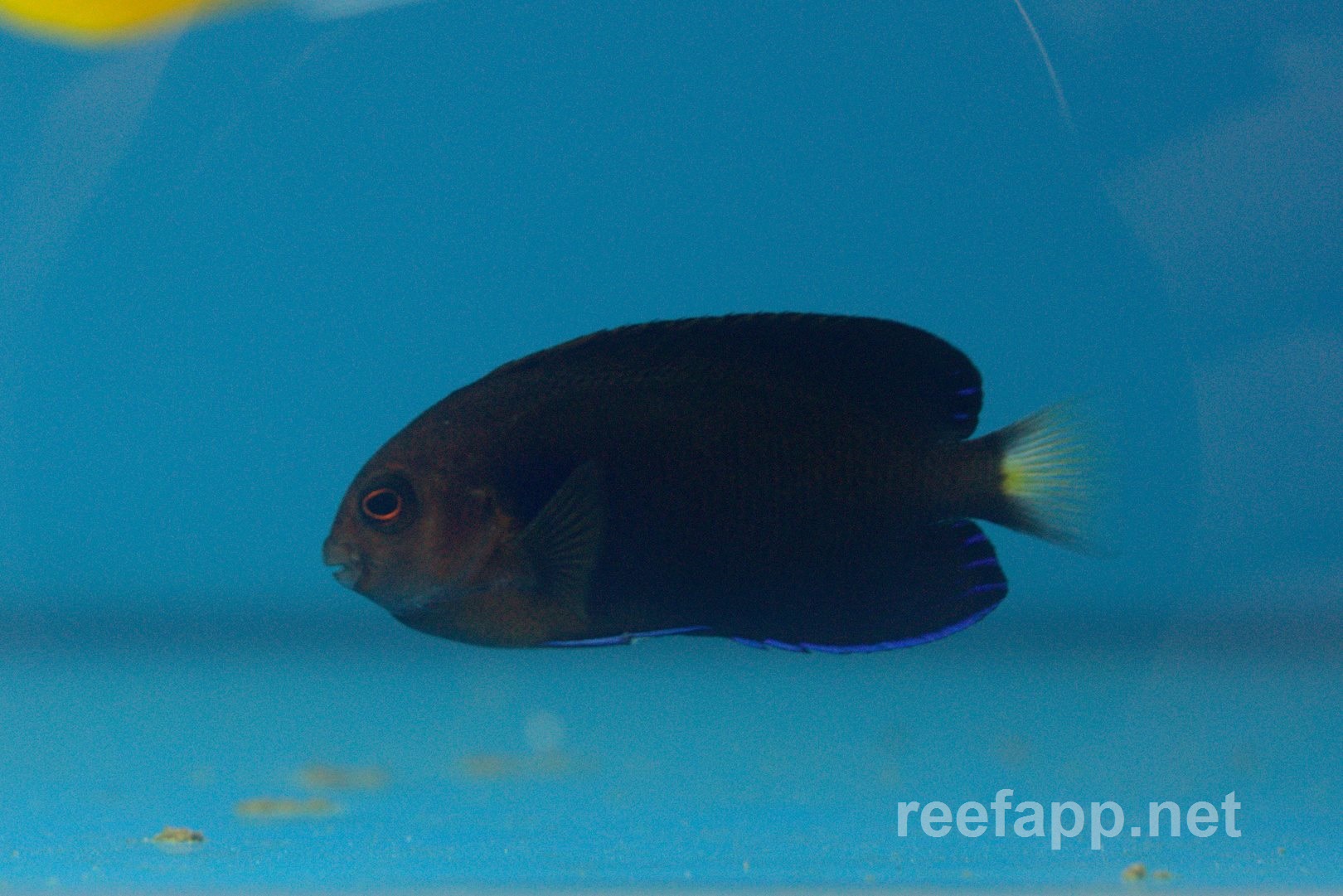 Centropyge flavicauda (Pygmy Yellowtail Angelfish)