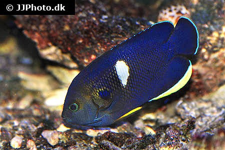 Centropyge tibicen (Keyhole angelfish)