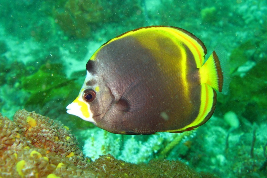 Chaetodon flavirostris (Black butterflyfish)
