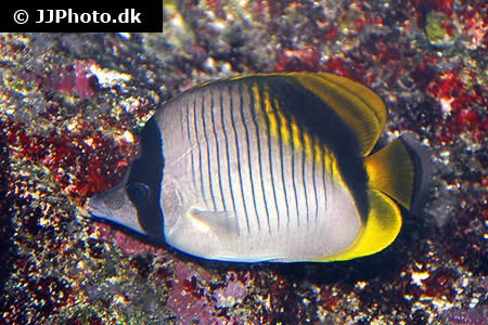 Chaetodon lineolatus (Lined butterflyfish)