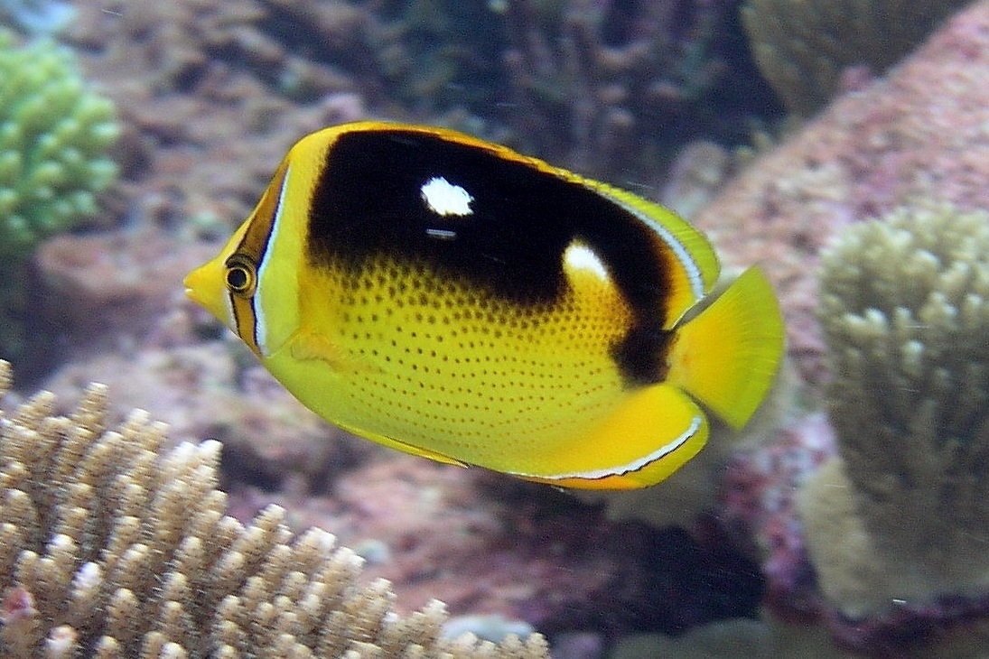 Chaetodon quadrimaculatus