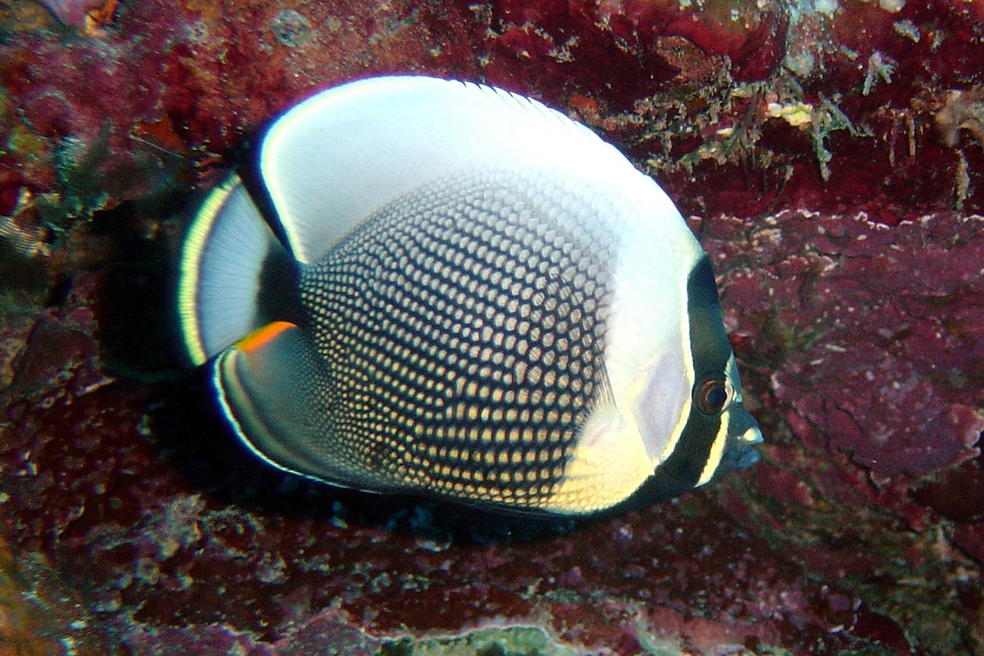 Chaetodon reticulatus (Mailed butterflyfish)