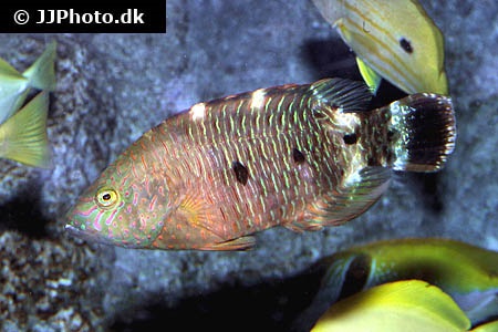 Cheilinus oxycephalus (Snooty wrasse)