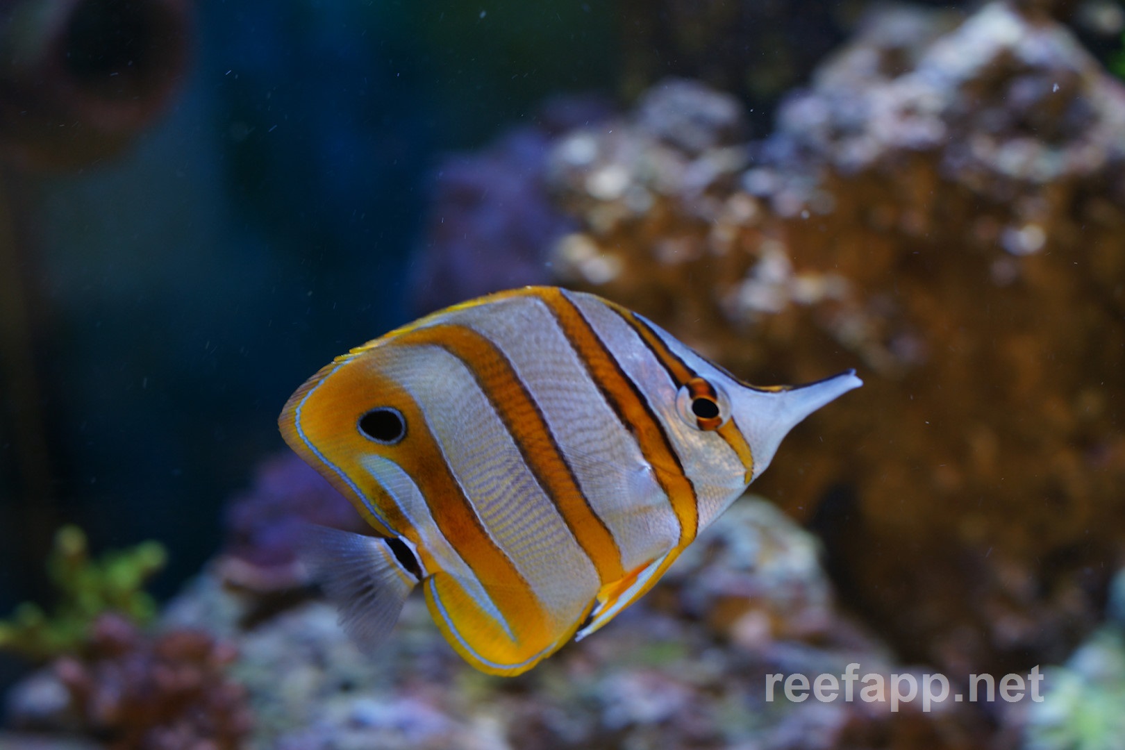 Chelmon Rostratus Copperband Butterflyfish 