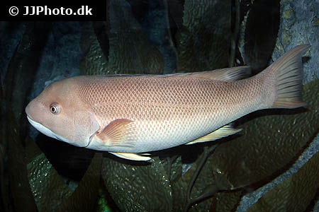 Choerodon rubescens (Baldchin groper)