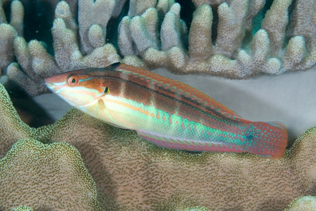 Coris caudimacula (Spottail coris)