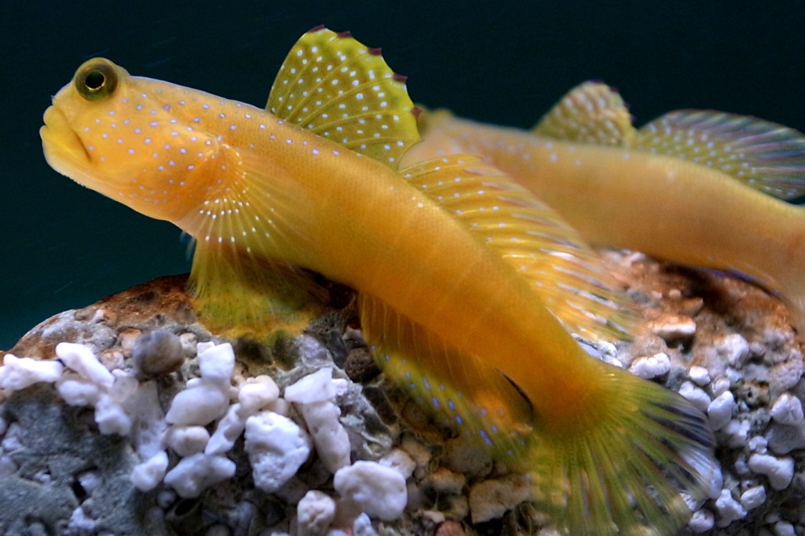 Cryptocentrus cinctus (Yellow prawn-goby)