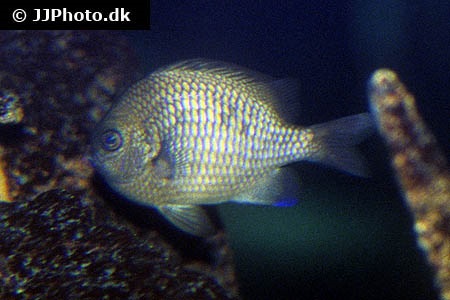 Dascyllus flavicaudus (Yellowtail dascyllus)