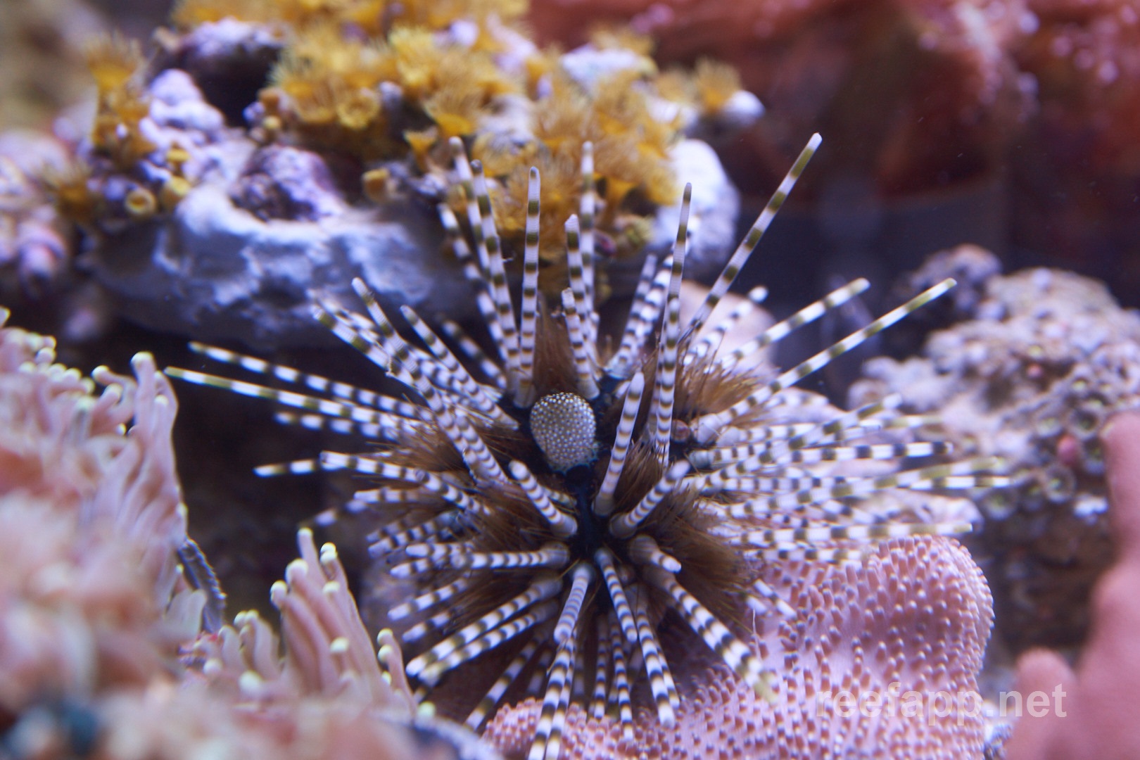 Echinothrix calamaris (Banded sea urchin)