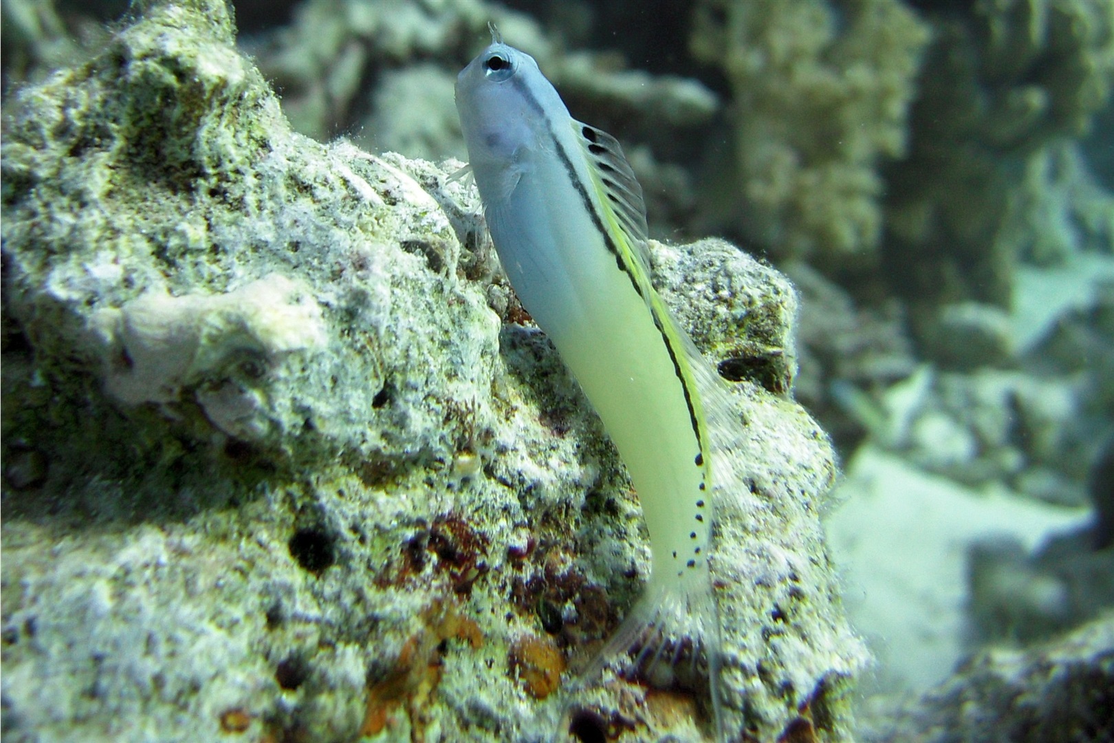 Ecsenius gravieri (Red Sea mimic blenny)