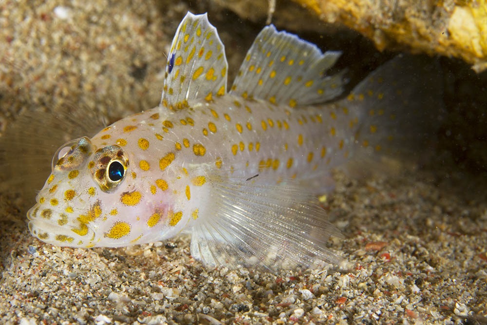 Smart fish. Бычок Черноморский. Fusigobius aureus. Рыба бычок в черном море. Бычок Океанский.