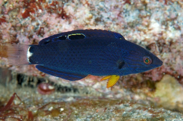 Halichoeres melanochir (Orangefin wrasse)