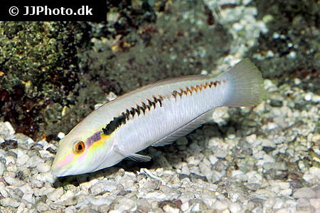 Halichoeres scapularis (Zigzag wrasse)
