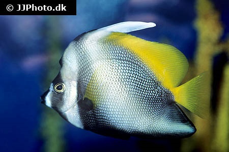 Bannerfish care hotsell