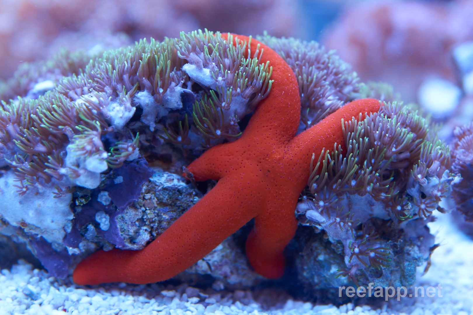 linckia-sp-red-linckia-sea-star