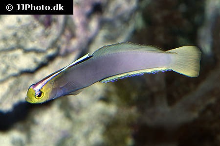 Nemateleotris helfrichi (Helfrichs' dartfish)