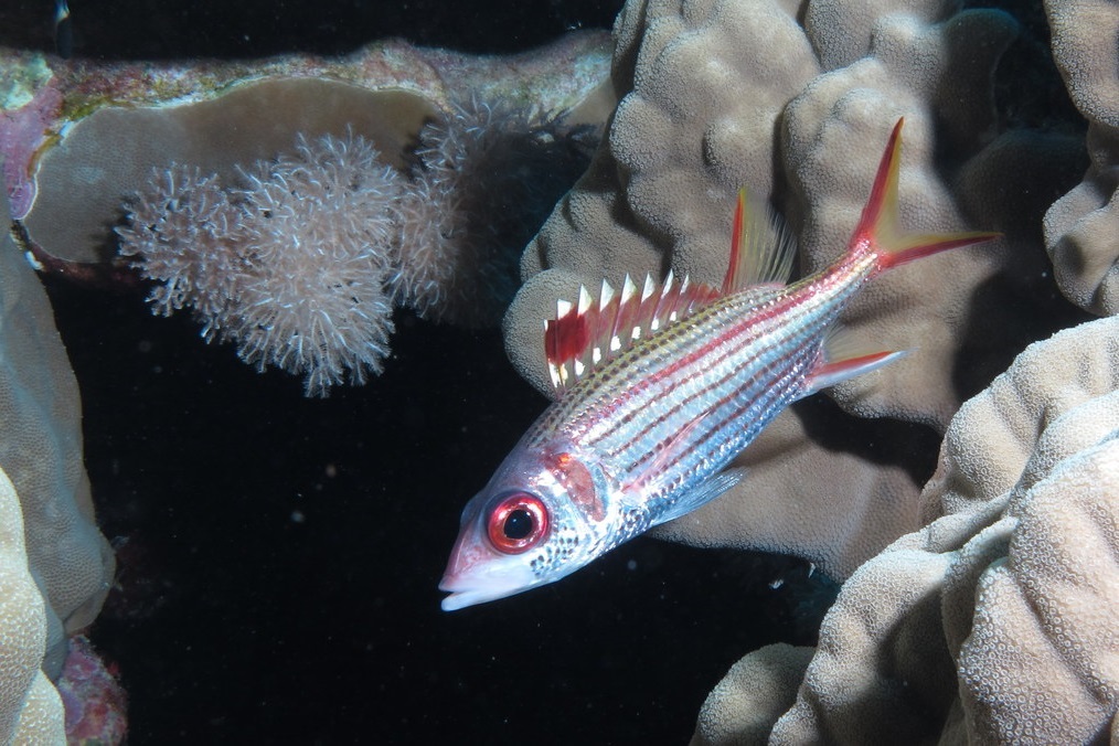 Neoniphon sammara (Sammara squirrelfish)
