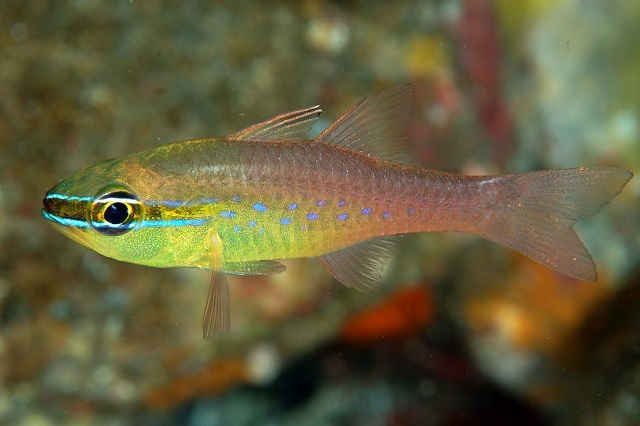 Ostorhinchus apogonoides (Shorttooth cardinal)
