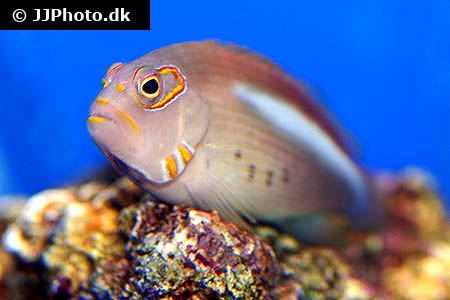 Hawkfish care 2024