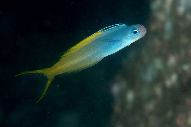 Plagiotremus laudandus