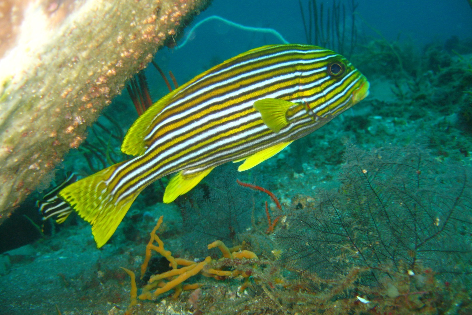 Plectorhinchus polytaenia (Ribboned sweetlips)