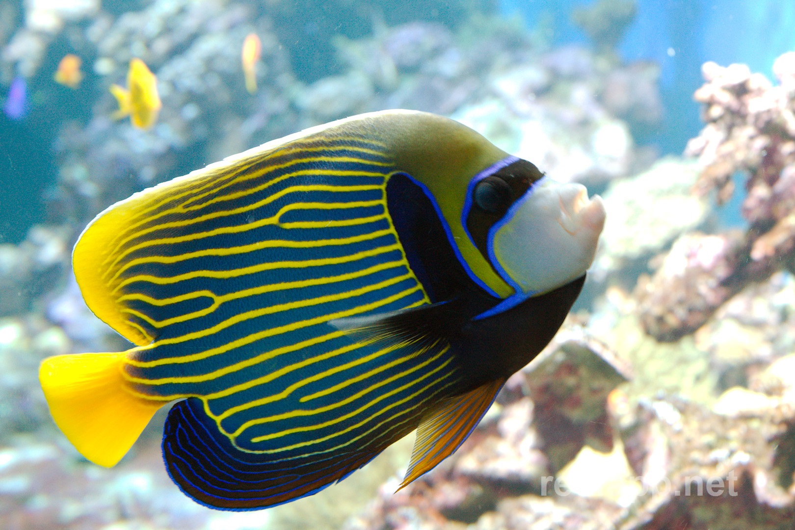 pomacanthidae-angelfishes