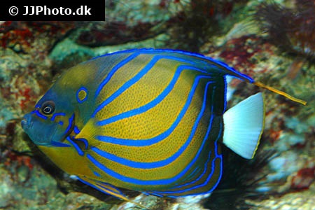 Tropical Bluering Angelfish Reef Fish  #16055 2 x Heart Stickers 7.5 cm 