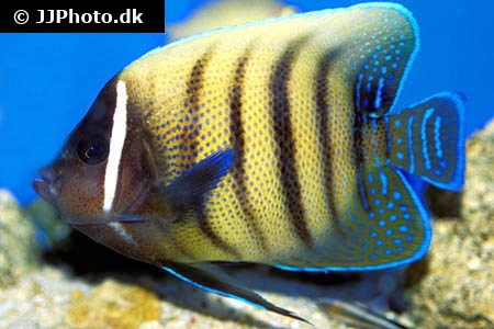 Pomacanthus sexstriatus (Sixbar angelfish)