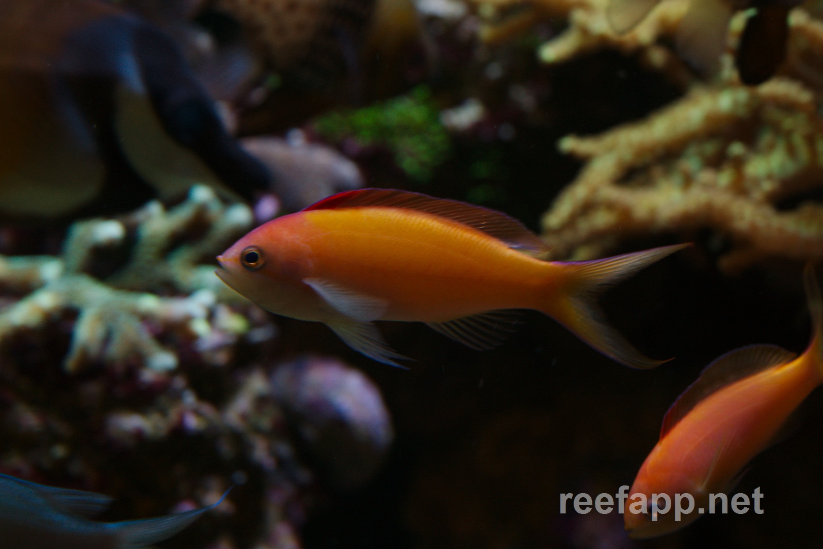 Dispar anthias clearance care