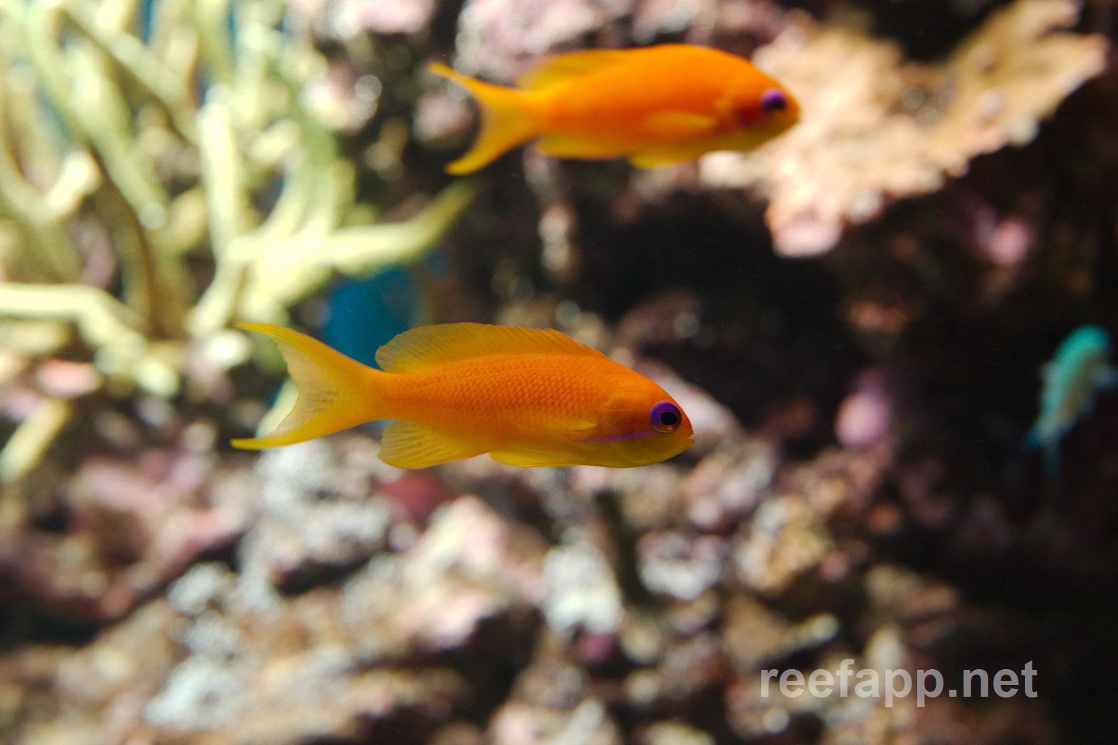Pseudanthias squamipinnis