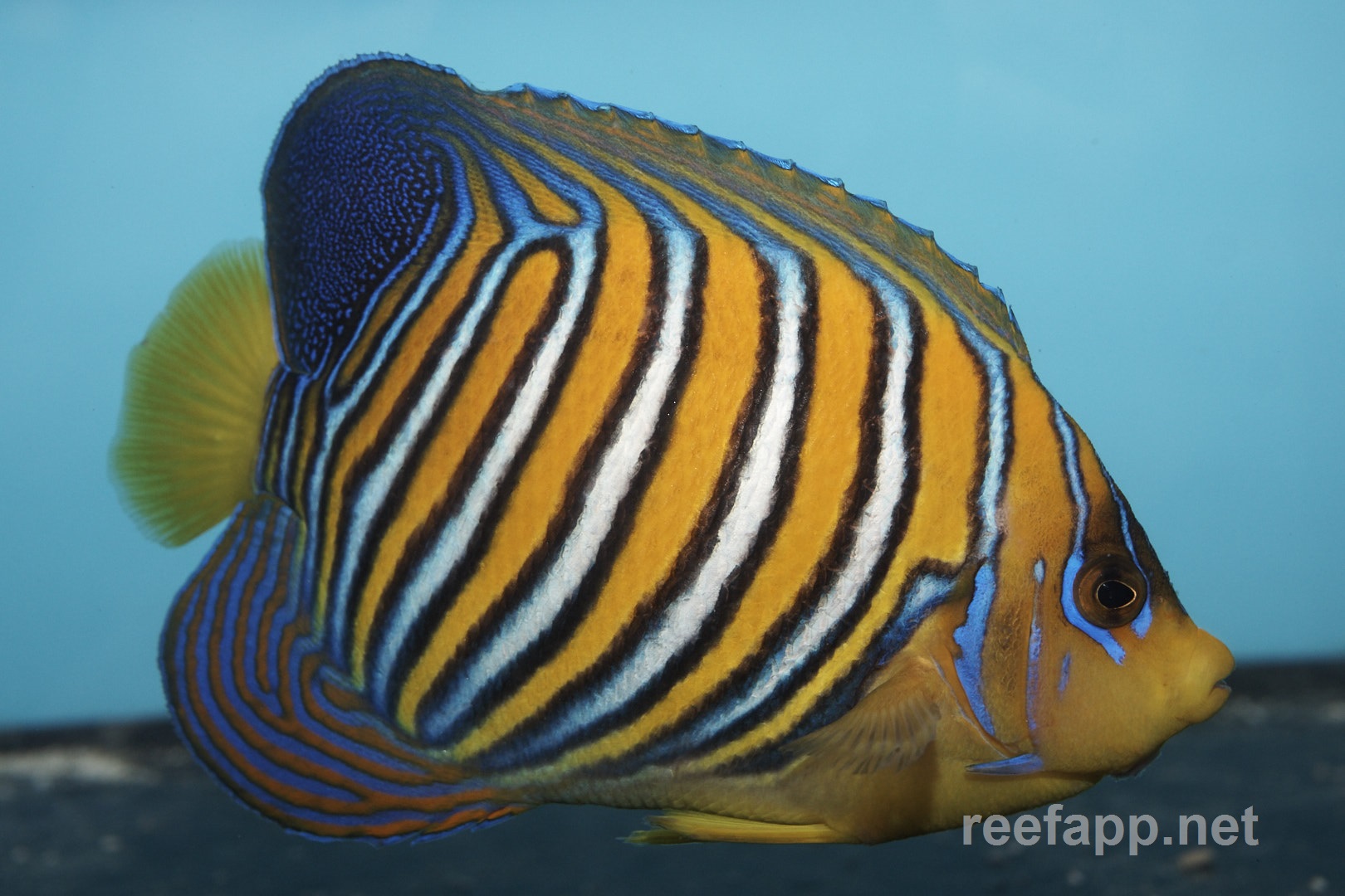 Pygoplites diacanthus (Regal angelfish)