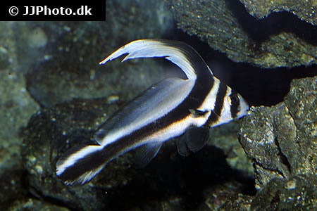 Sciaenidae (Umberfische)