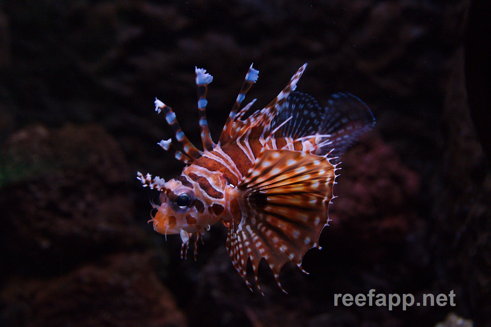 Scorpaenidae (Scorpion-/lionfishes)