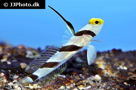 Stonogobiops nematodes (Filament-finned prawn-goby)