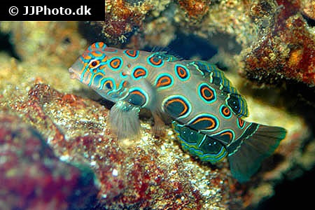 Synchiropus Picturatus Picturesque Dragonet synchiropus-picturatus-picturesque-dragonet