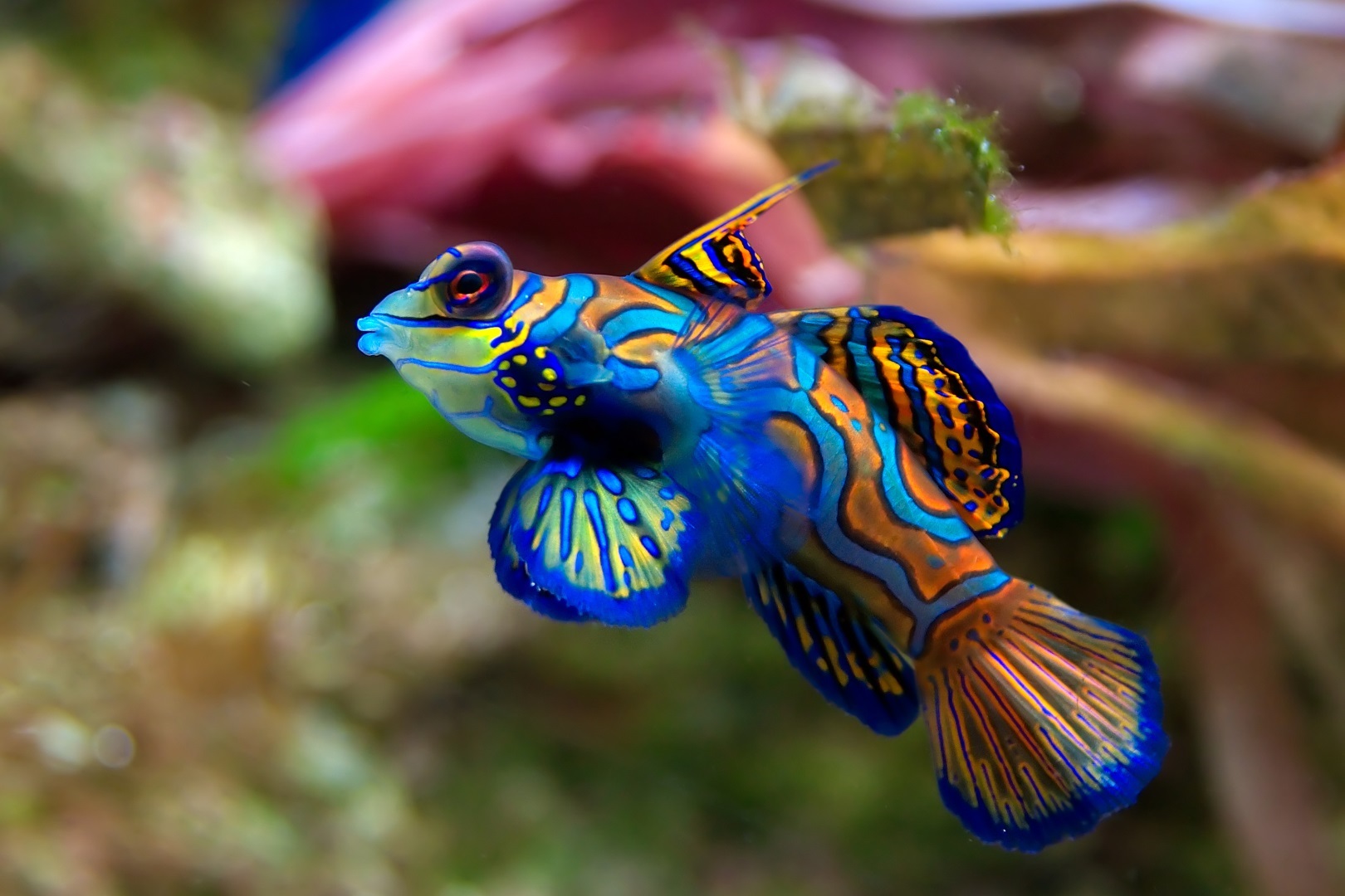 INMYHEADBLUEFISHページ Synchiropus splendidus (Mandarinfish)