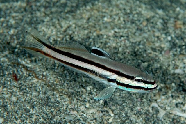 Valenciennea helsdingenii (Twostripe goby)