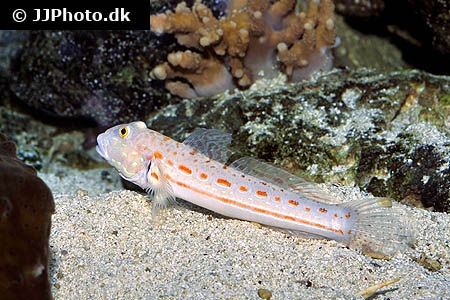 Diamond watchman goby care best sale