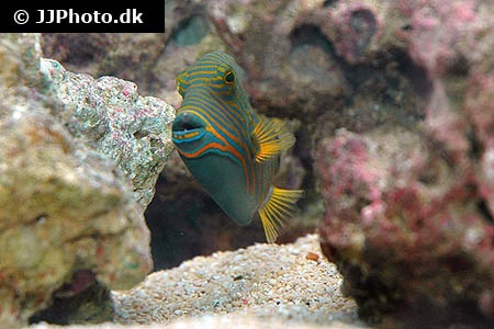 Balistapus undulatus aftrækkerfisk)