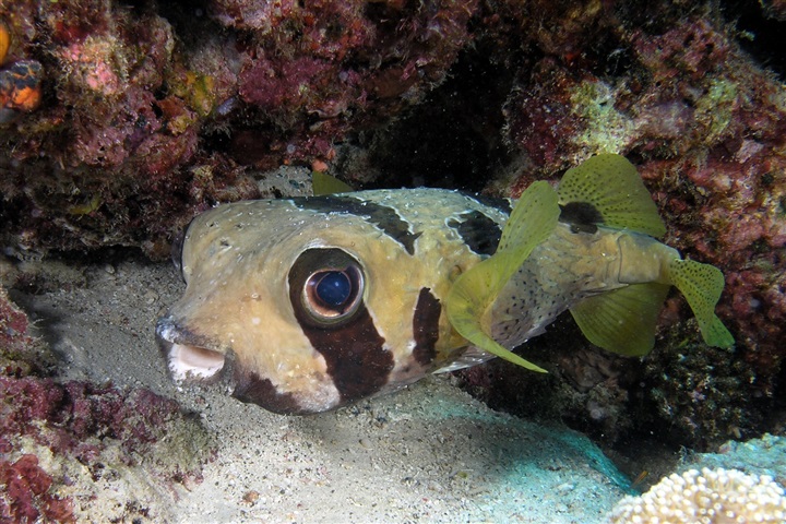 Diodon liturosus (Black-blotched porcupinefish)